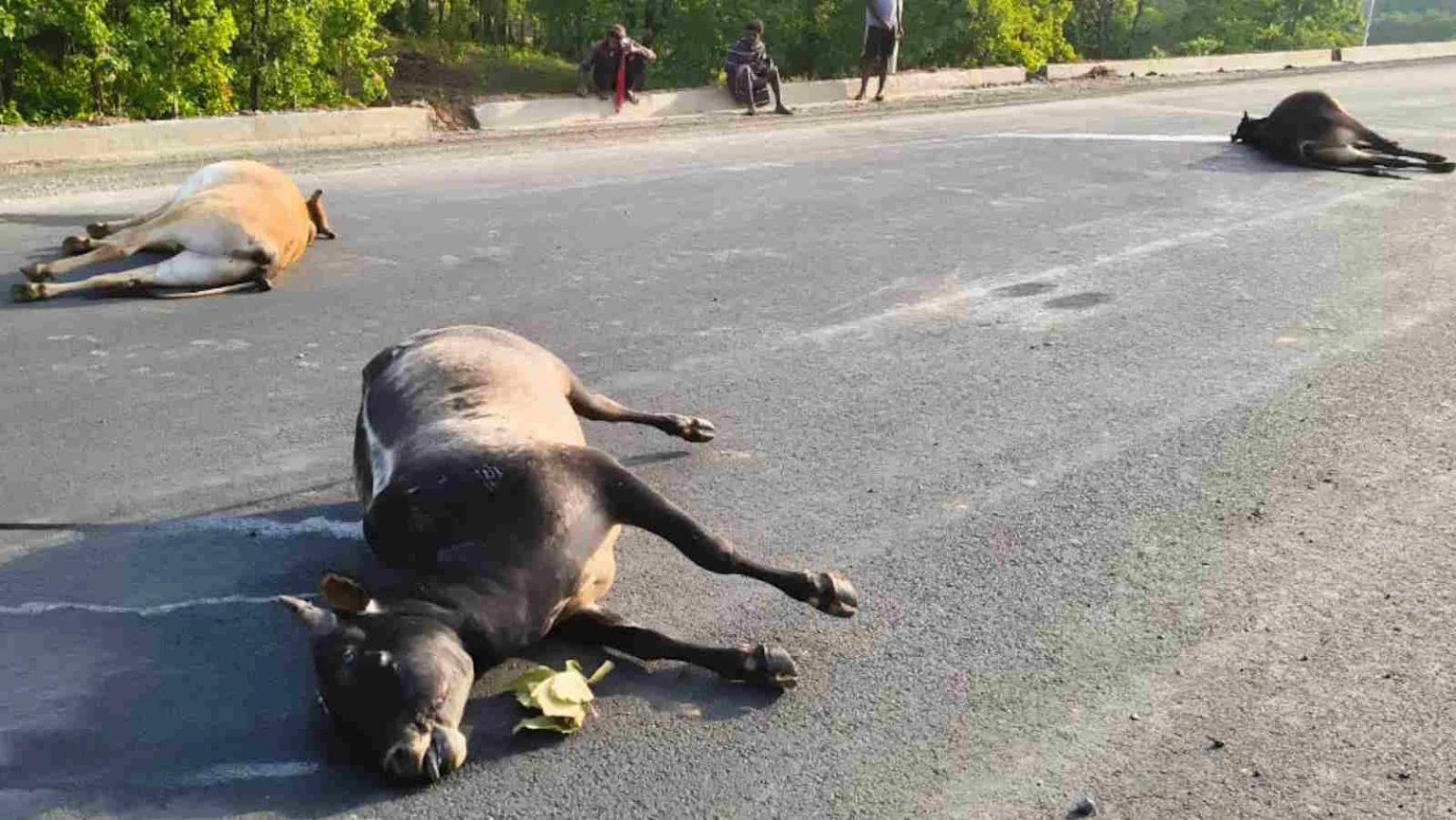 तेज रफ्तार का कहर: भारी वाहन की टक्कर से 5 बैलों की मौत, ग्रामीणों में आक्रोश