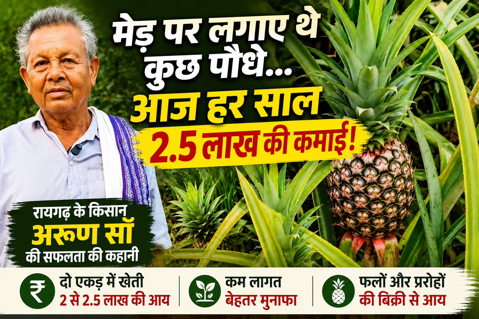 मेड़ पर लगाए थे कुछ पौधे, आज अनानास से हर साल 2.5 लाख की कमाई; रायगढ़ के किसान बने मिसाल