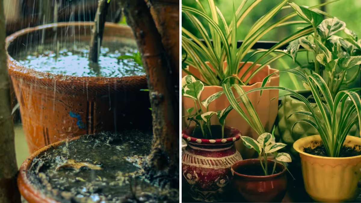 मानसून से पहले गार्डन की करें खास तैयारी, ये 6 आसान टिप्स रखेंगे पौधों को हरा-भरा और स्वस्थ