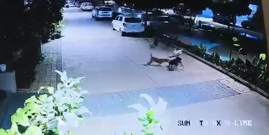 आवारा कुत्तों का आतंक: 5 साल के मासूम पर झुंड ने किया हमला, CCTV में कैद हुई घटना