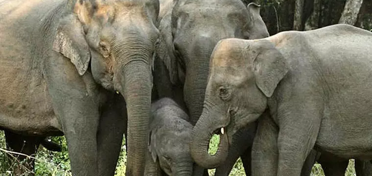 रायगढ़ में हाथियों को प्रताड़ित करने वाले दो आरोपी गिरफ्तार, वायरल वीडियो पर वन विभाग का बड़ा एक्शन