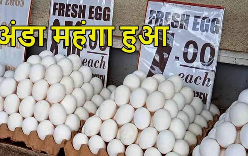 चीनी-प्याज के बाद अंडे ने बढ़ाया महंगाई का बोझ, एक साल में 35-40% तक बढ़े दाम; इथेनॉल से जुड़ा कनेक्शन