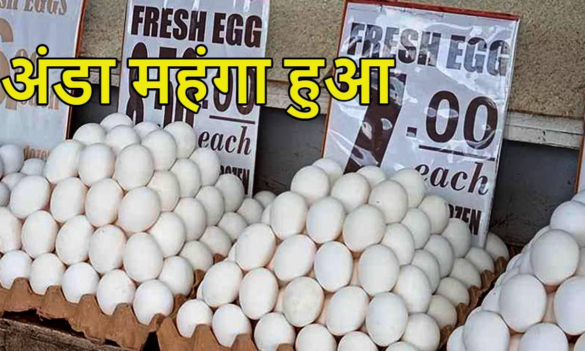 चीनी-प्याज के बाद अंडे ने बढ़ाया महंगाई का बोझ, एक साल में 35-40% तक बढ़े दाम; इथेनॉल से जुड़ा कनेक्शन