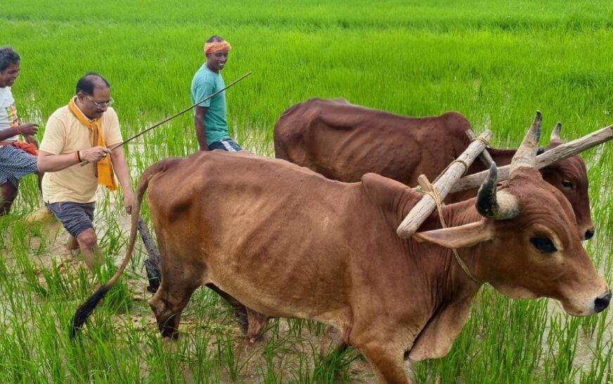मुख्यमंत्री विष्णु देव साय ने बैलों के साथ खेत में चलाया हल, ताजा हुईं खेती-किसानी की पुरानी यादें